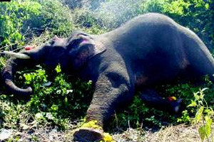 Growing elephant deaths cause concern in Odisha