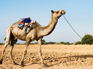camel milk