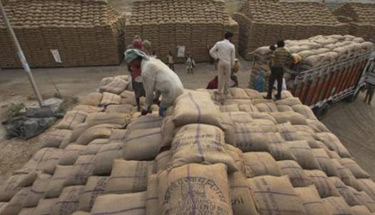 Foodgrains output to fall by 10pc: Pawar 
