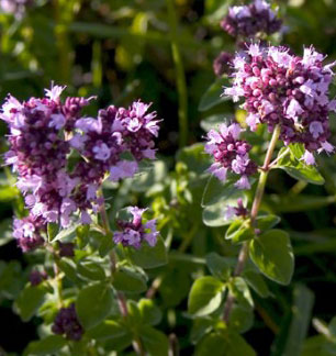 Oregano can help protect against prostate cancer