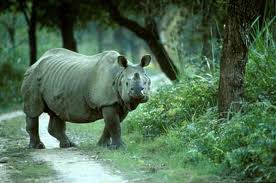 Rhino killings: Court notice to Assam, Centre