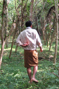vanilla farming in kerala