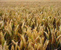 Rising temperature may hit wheat production  