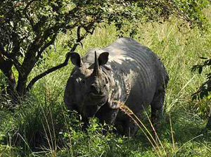 Rhino population up in Pobitora national park